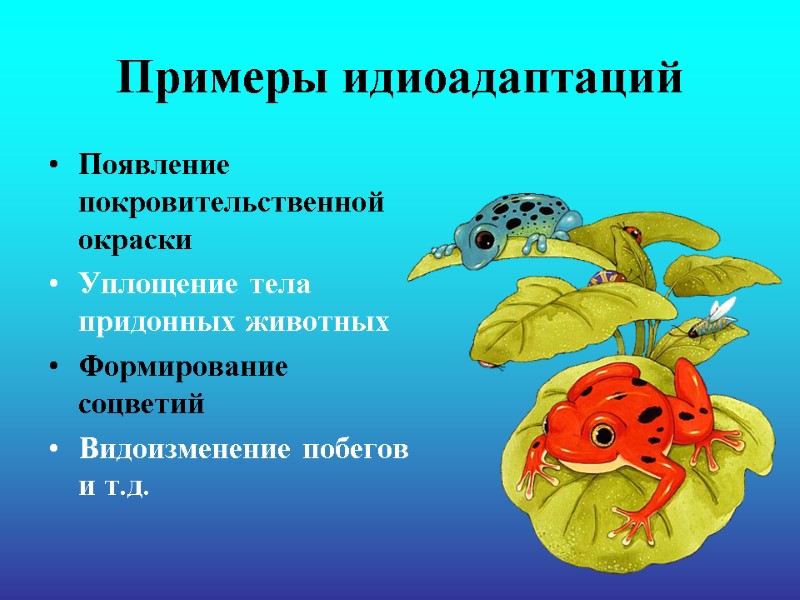 Примеры идиоадаптаций Появление покровительственной окраски Уплощение тела придонных животных Формирование соцветий Видоизменение побегов и